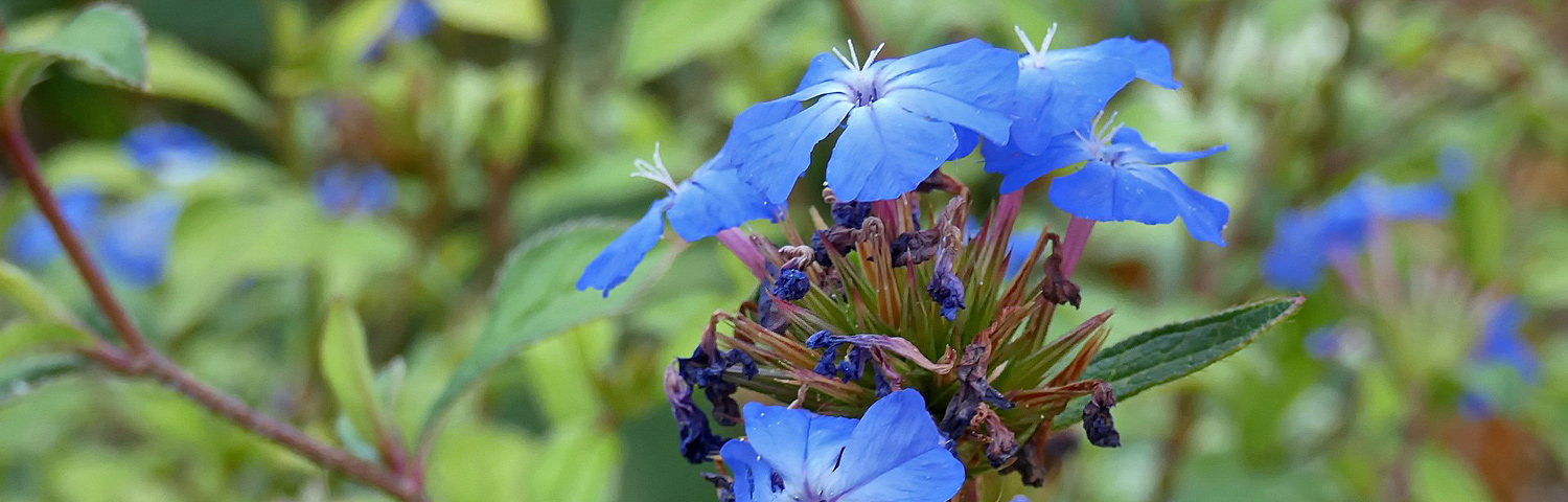 CERATOSTIGMA