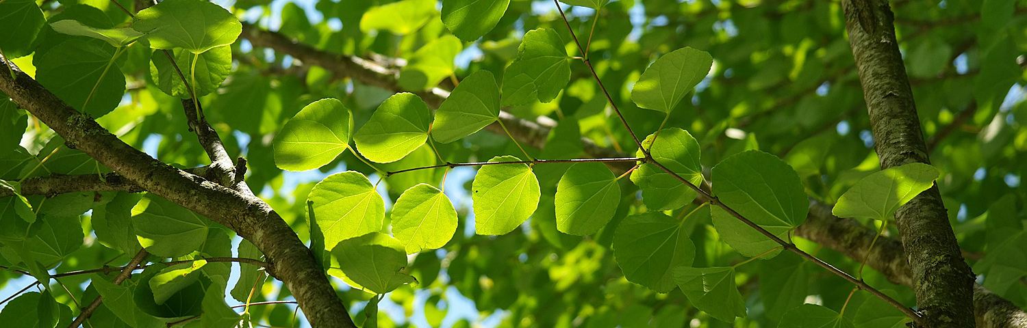 CERCIDIPHYLLUM