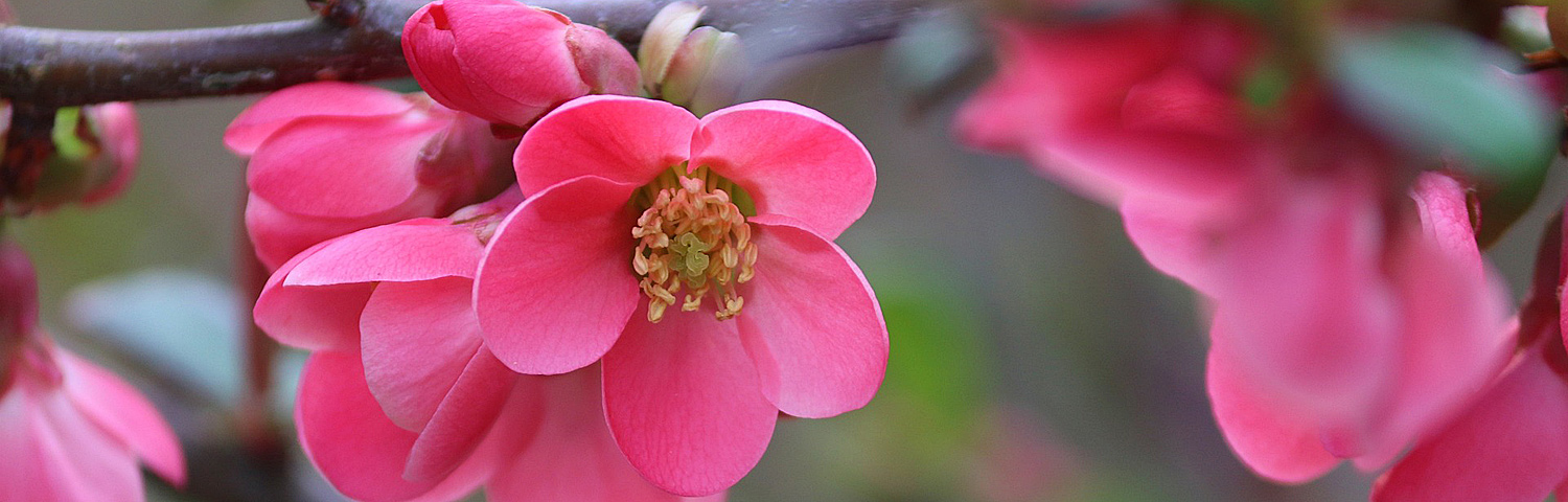 CHAENOMELES SPE TOYO NISHIKI