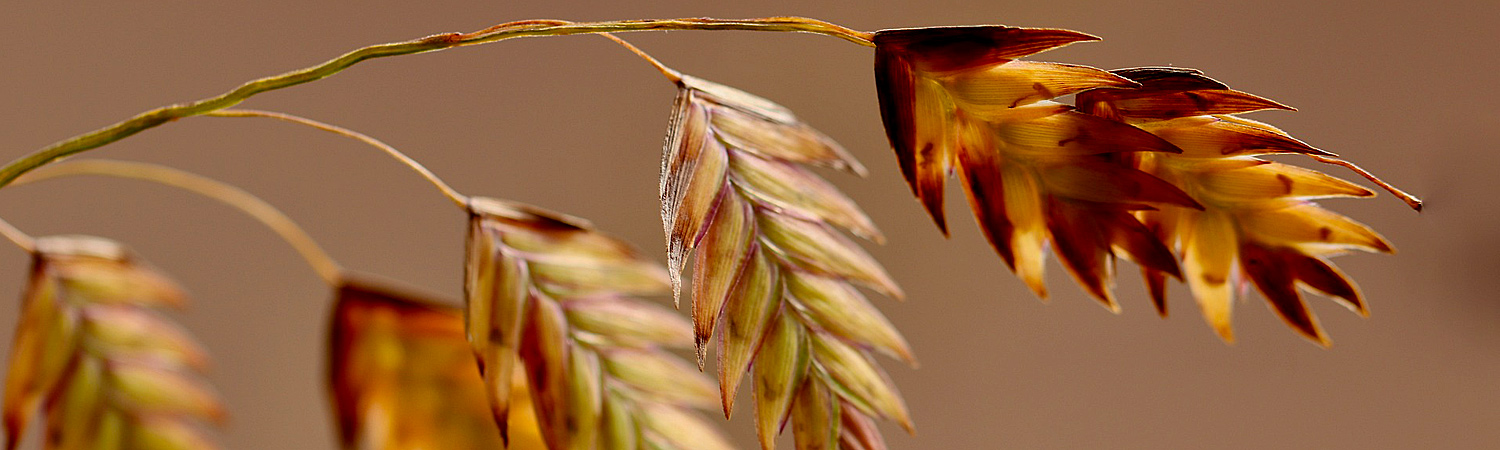 CHASMANTHIUM LAT RIVER MIST