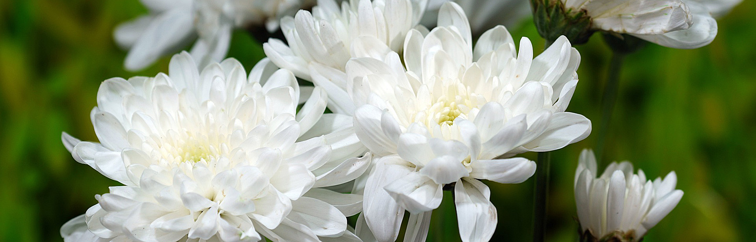 CHRYSANTHEMUM MORGANA YELLOW