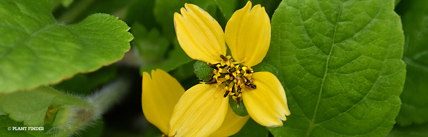 CHRYSOGONUM VIR AUSTRAL