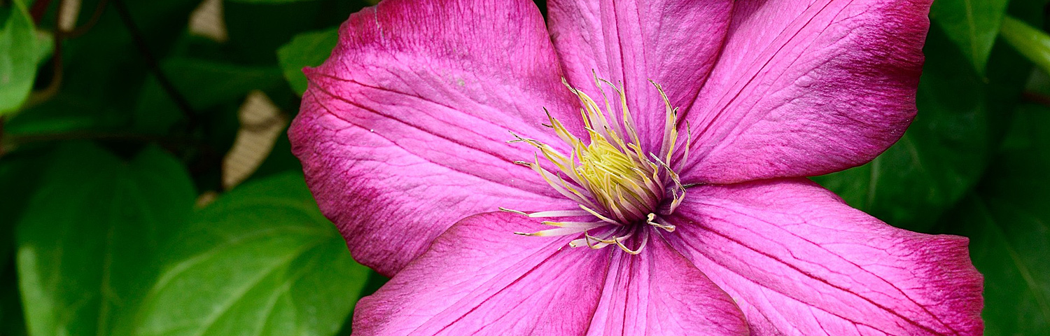 CLEMATIS H F YOUNG