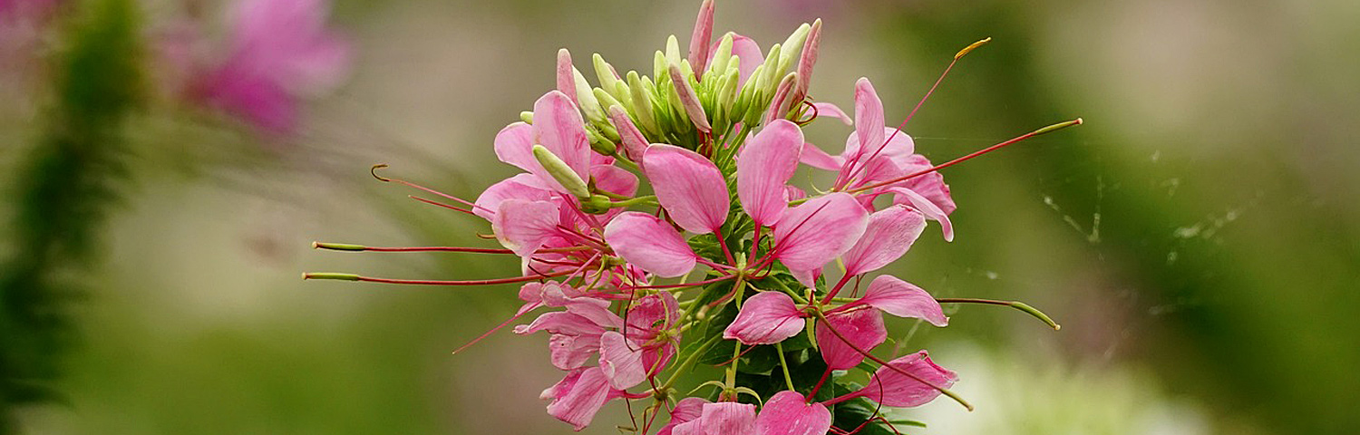 CLEOME VIOLET