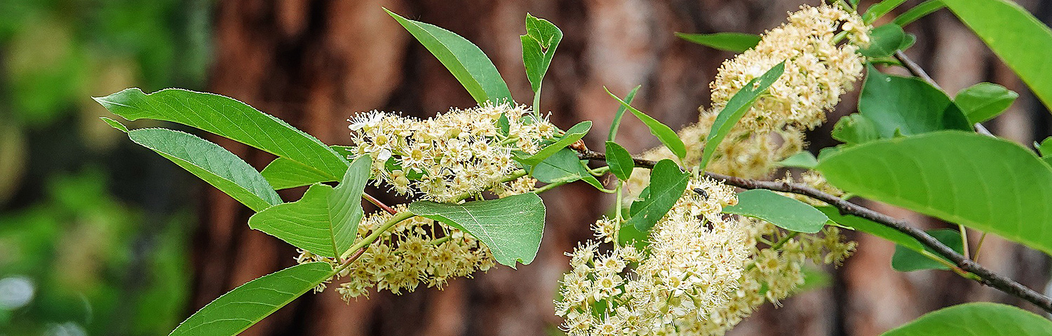 CLETHRA ALN RUBY SPICE