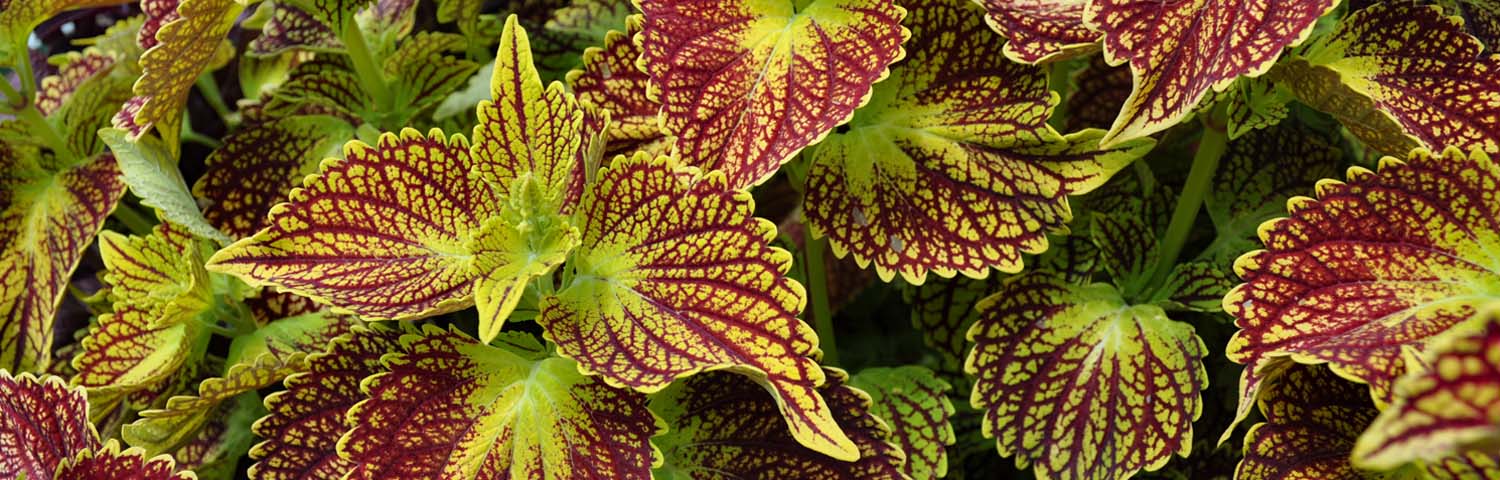 COLEUS KONG RED