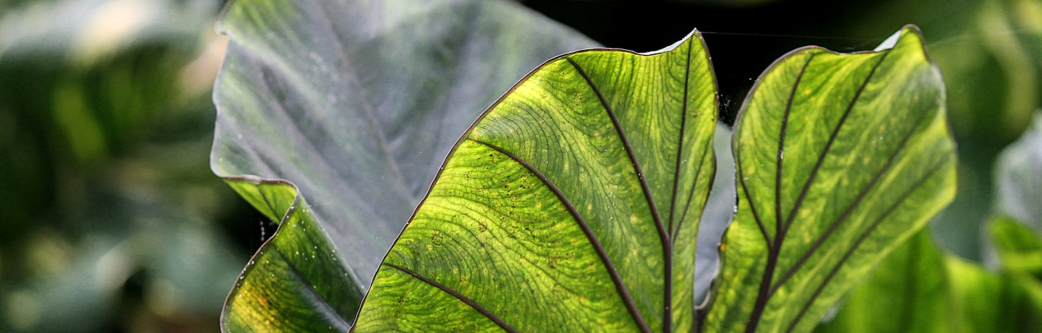 COLOCASIA ESC BLACK CORAL