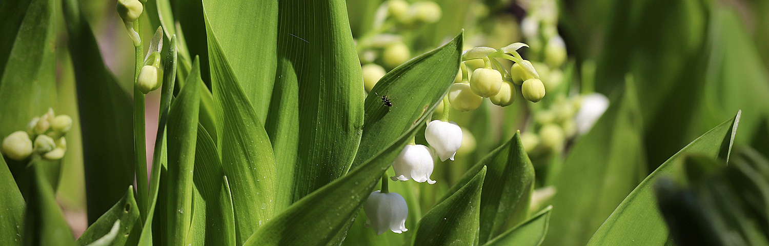 CONVALLARIA