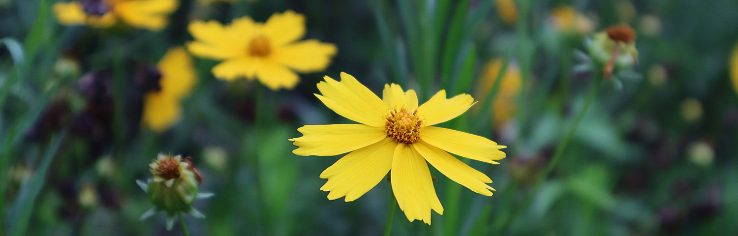 COREOPSIS VER SWEET MARMALADE