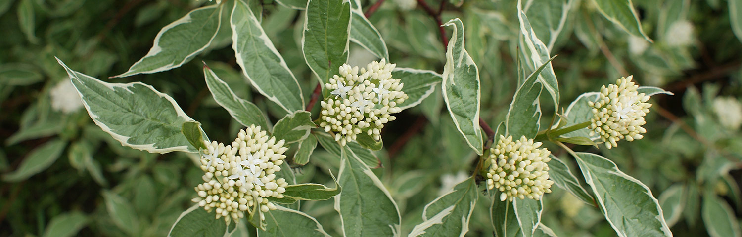 CORNUS RUT CELESTIAL