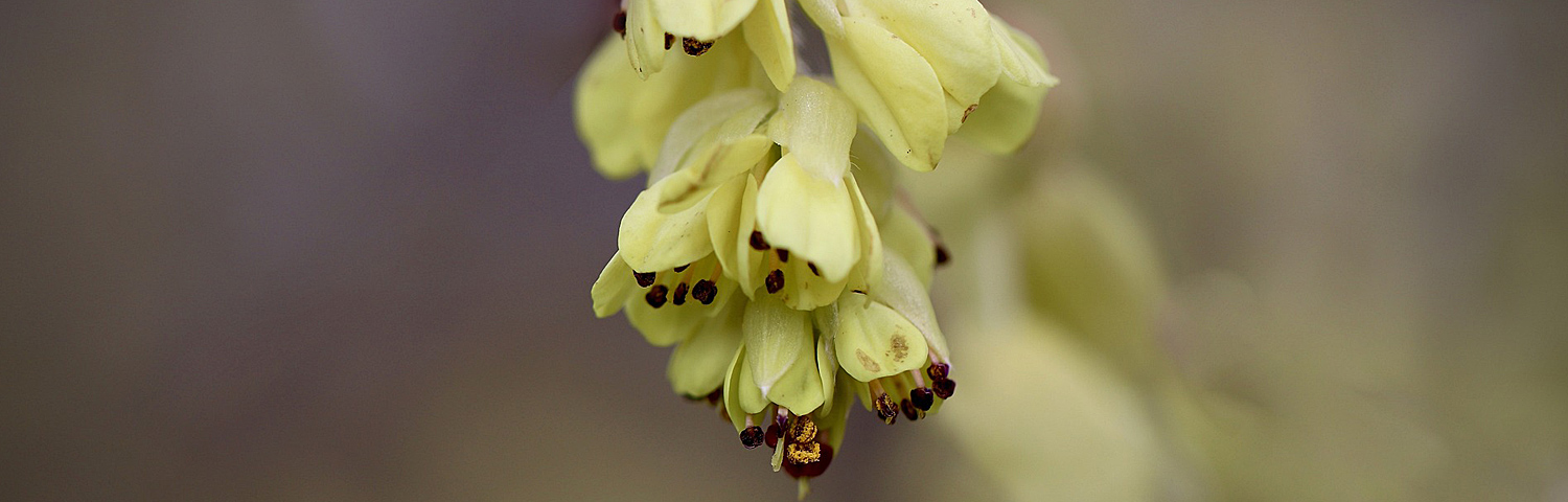 CORYLOPSIS