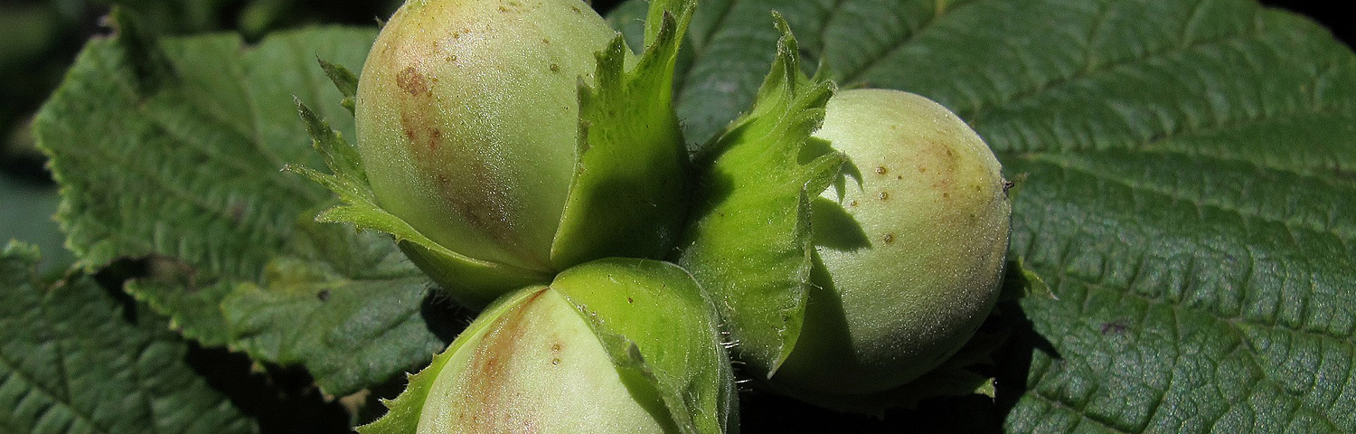 CORYLUS COLURNA