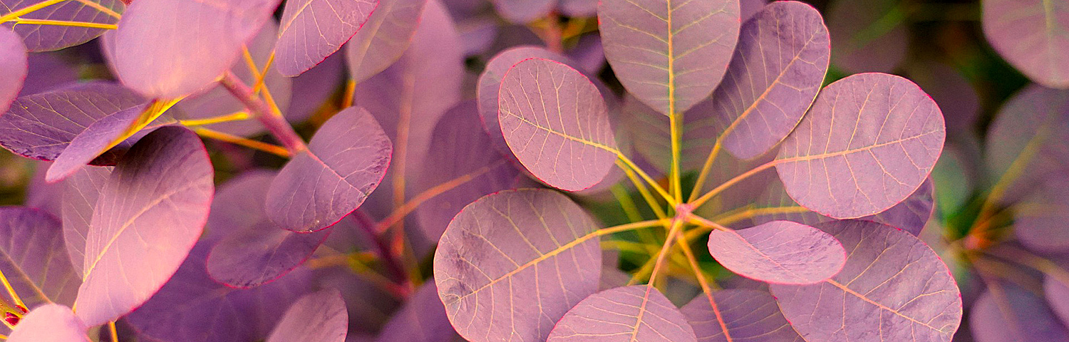 COTINUS