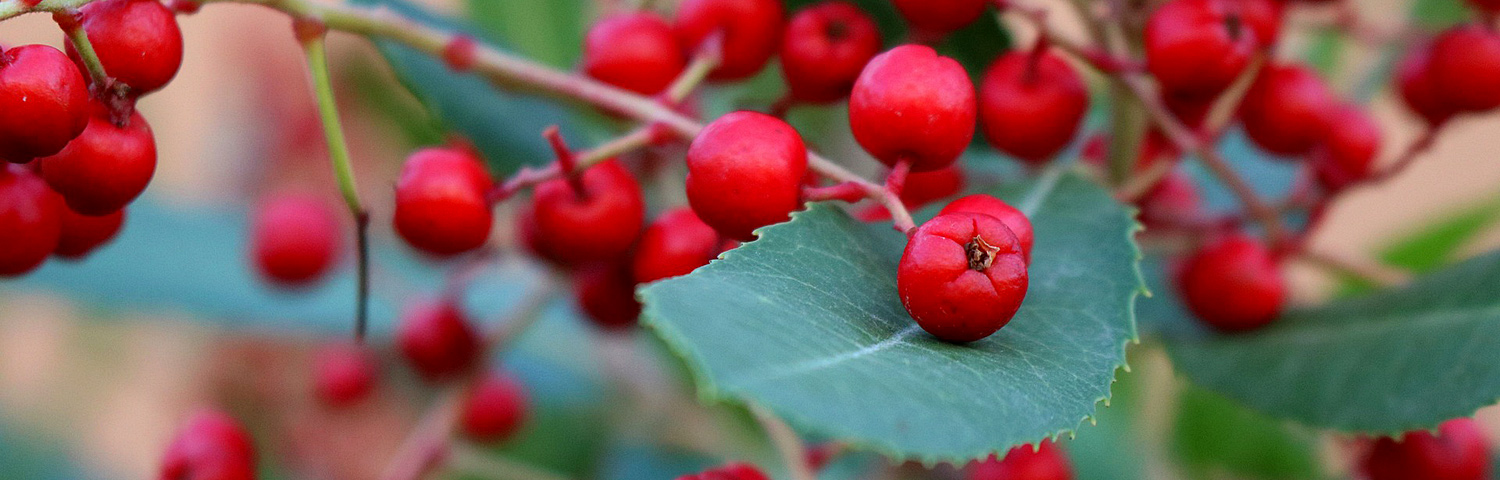 COTONEASTER HOR NORTHRN BORDER