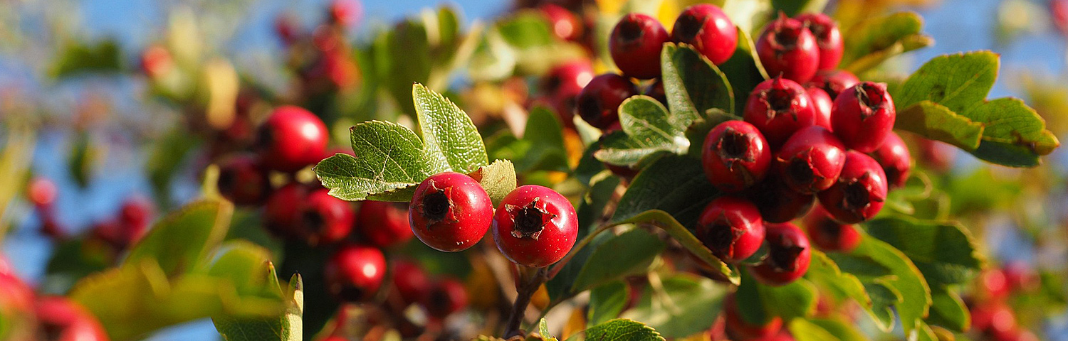 CRATAEGUS