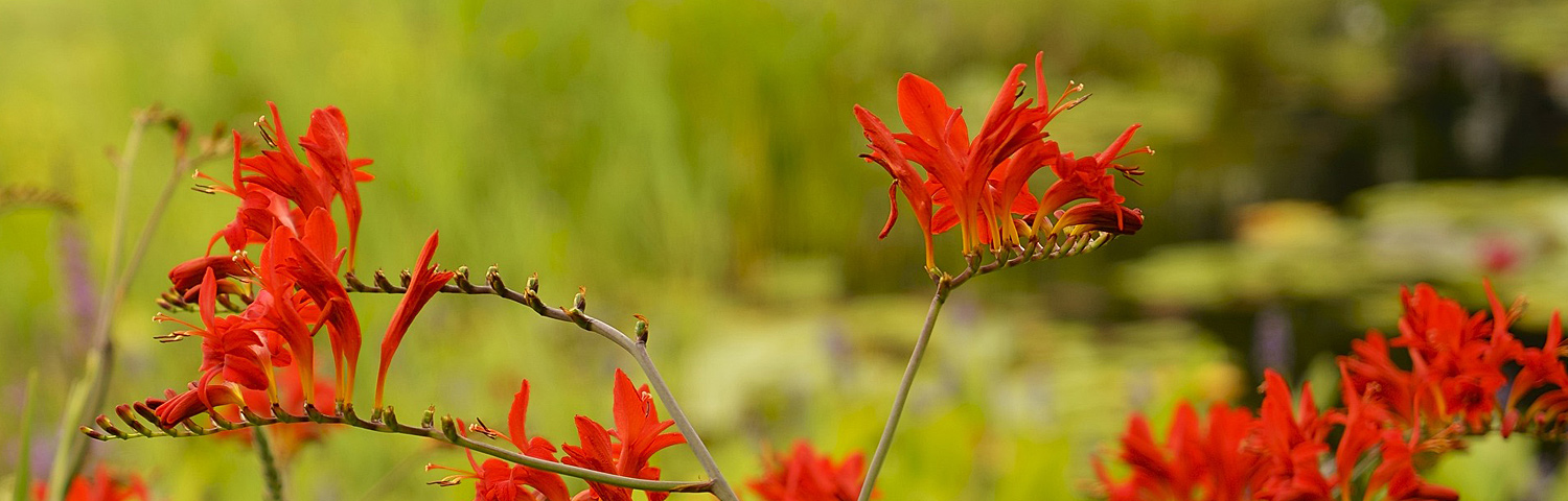 CROCOSMIA