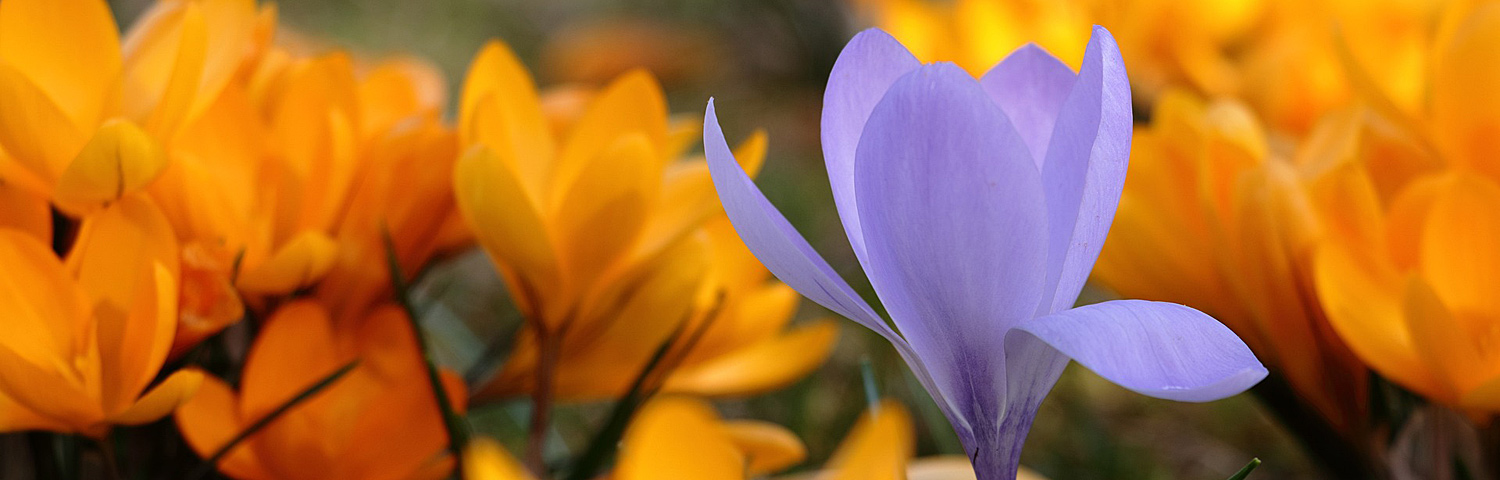 CROCUS YELLOW MAMMOTH