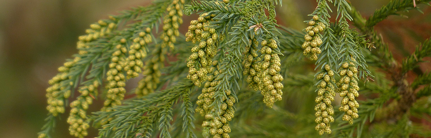 CRYPTOMERIA