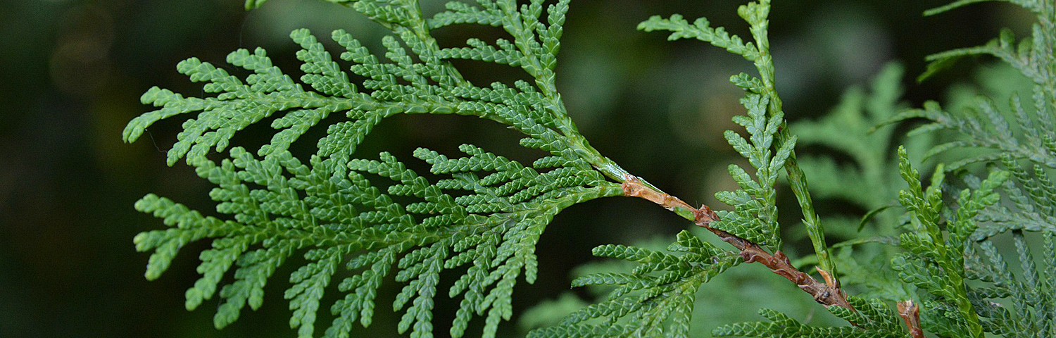 EVERGREEN SHRUB