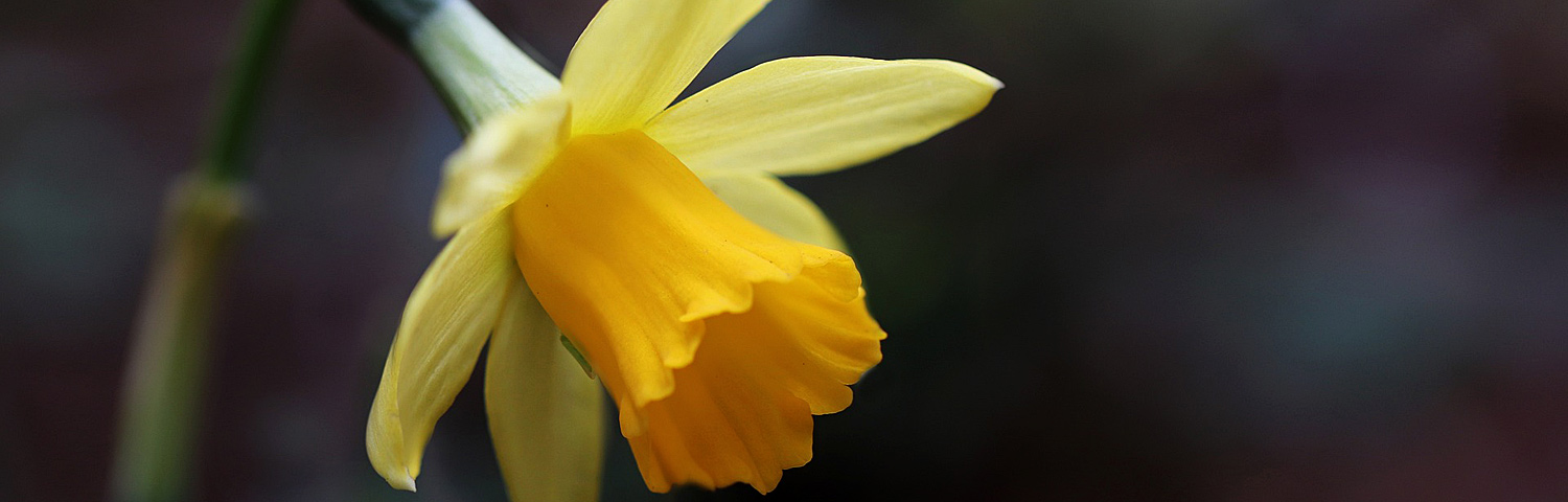 DAFFODIL SALOME