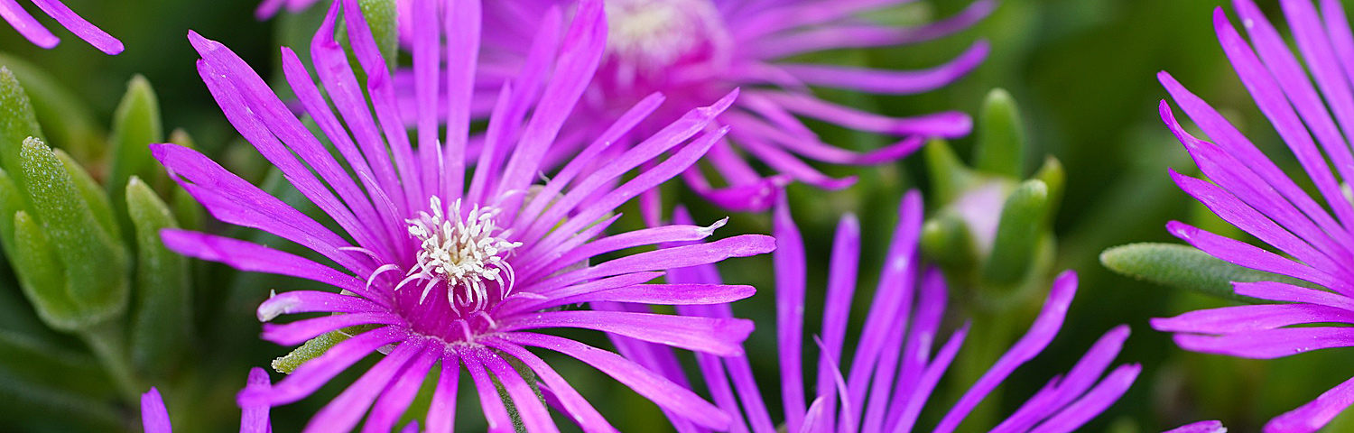 DELOSPERMA JEWEL PERIDOT