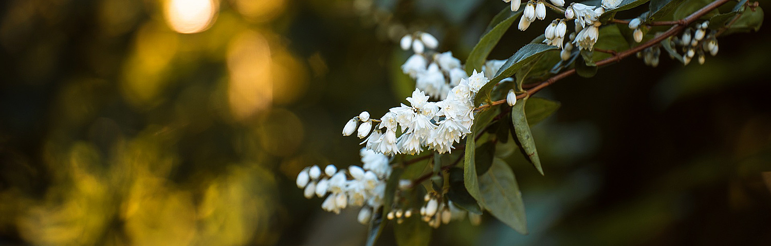 DEUTZIA YUKI SNOWFLAKE