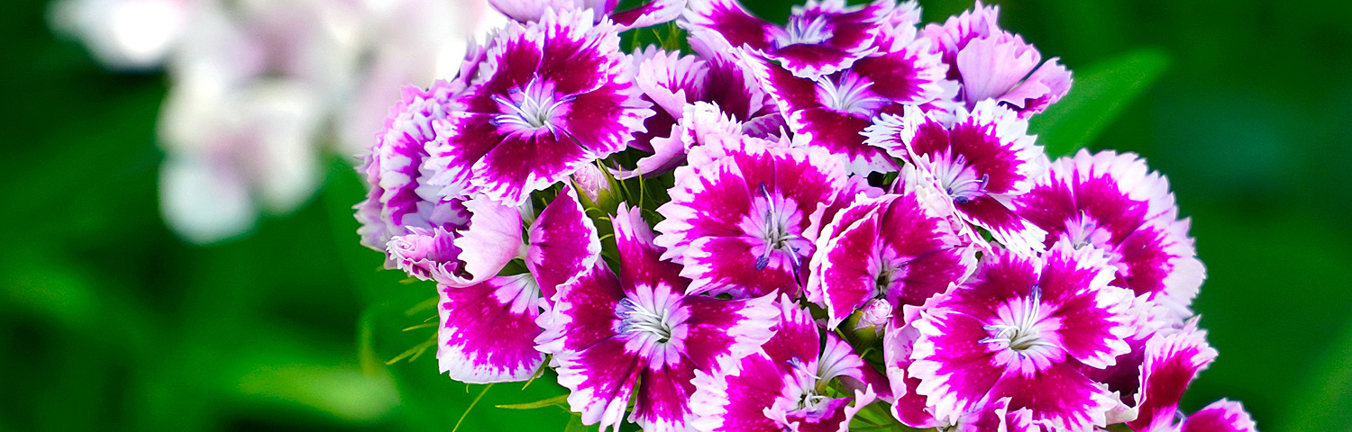 DIANTHUS PEPPERMINT STAR