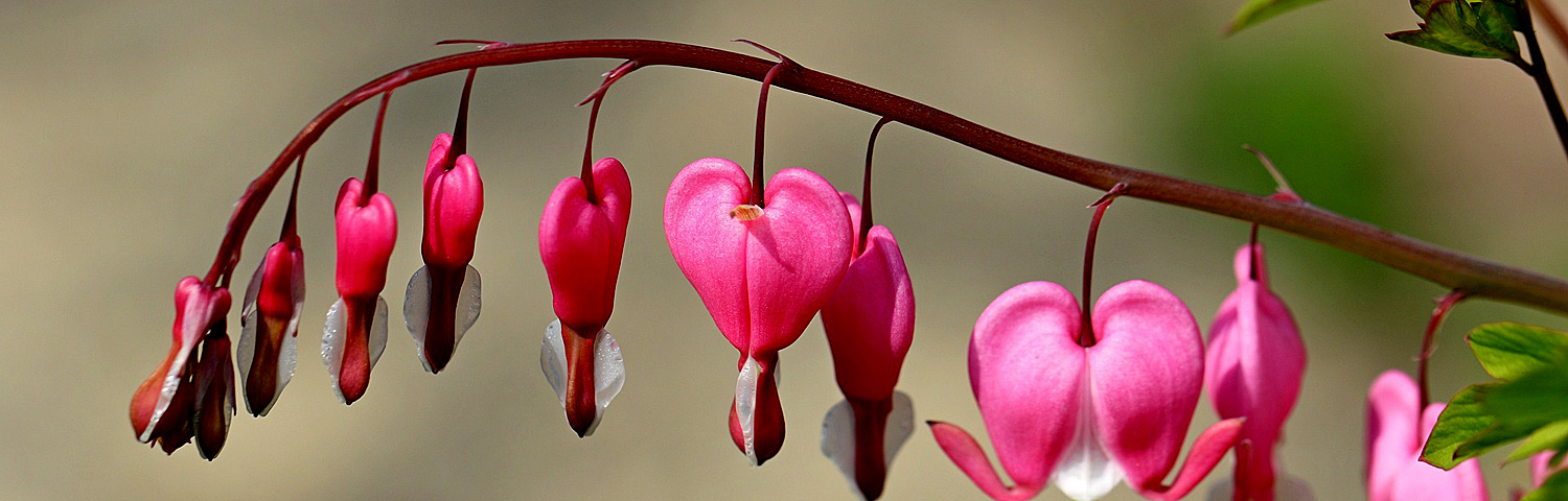 DICENTRA