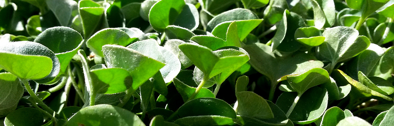 DICHONDRA