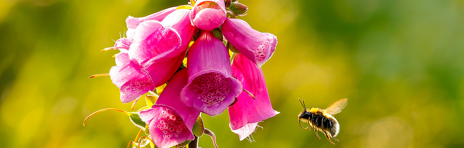 DIGITALIS PUR CAMELOT ROSE