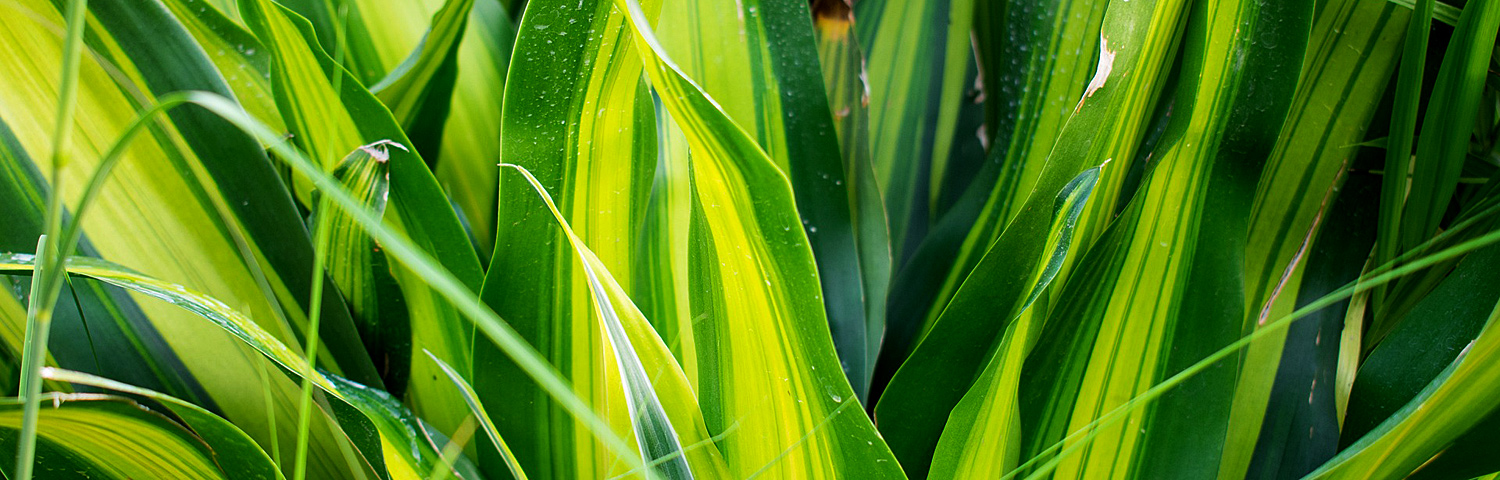 DRACAENA