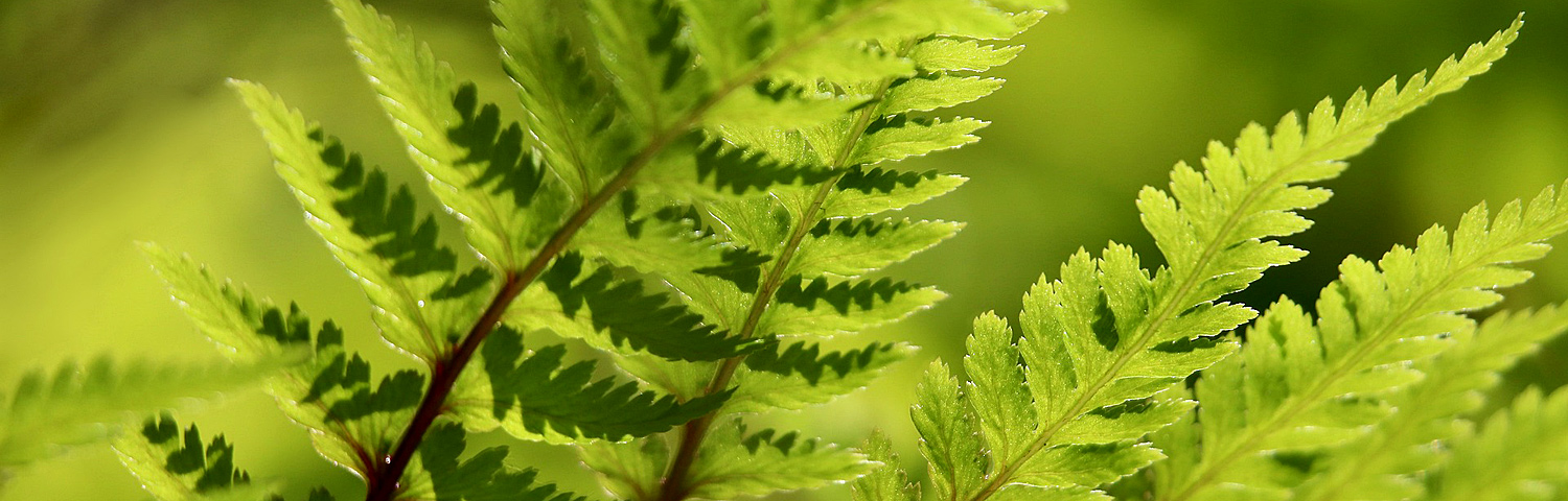 DRYOPTERIS ERYTHROSORA