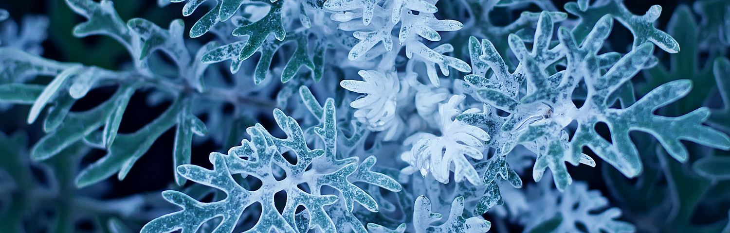 DUSTY MILLER SILVERDUST