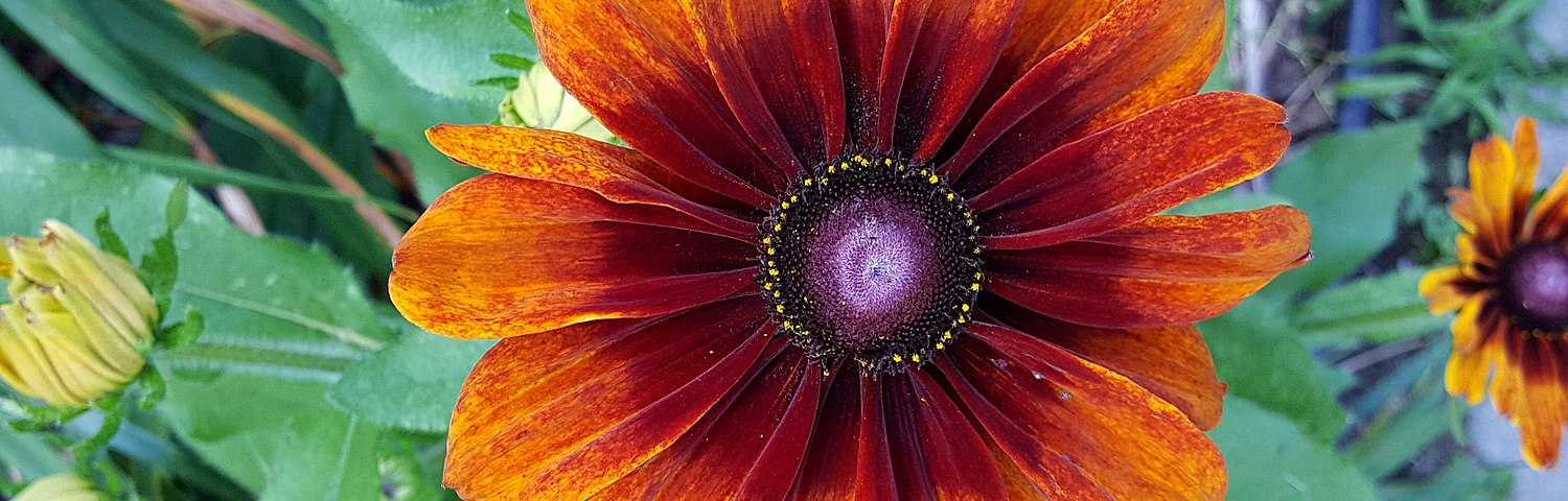 ECHIBECKIA SIZZLING SUNSET