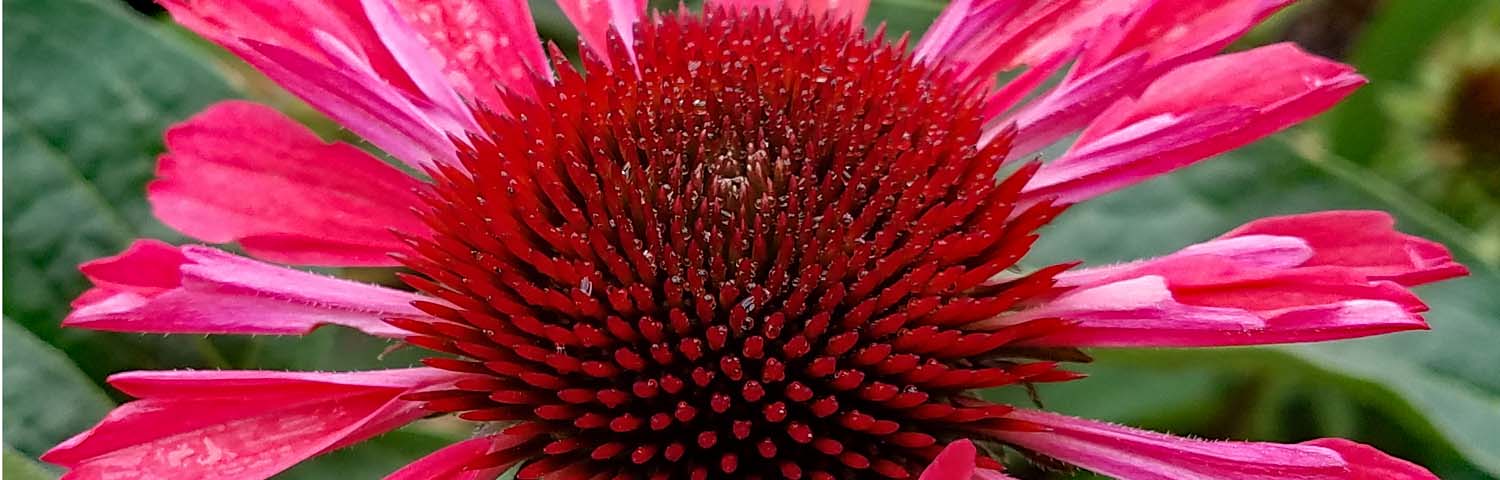 ECHINACEA GREEN TWISTER