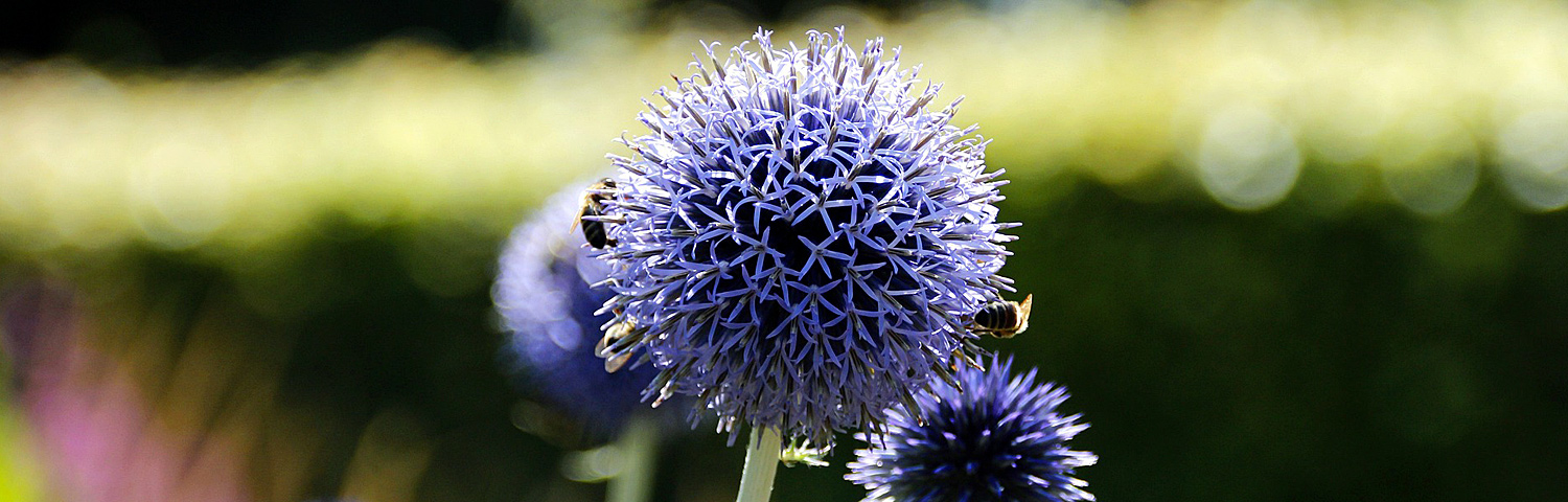 ECHINOPS