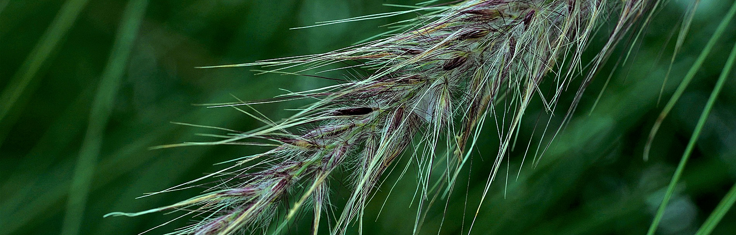 ELYMUS