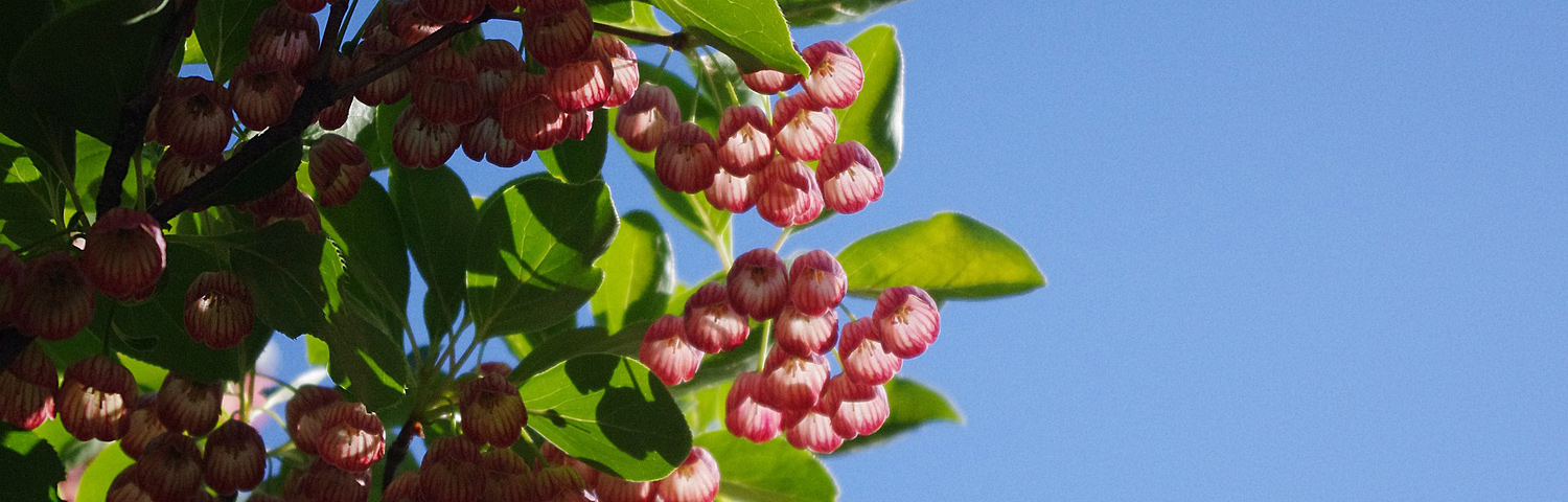 ENKIANTHUS