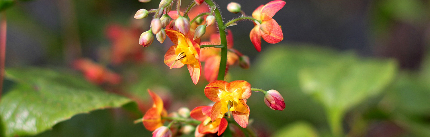 EPIMEDIUM PINK CHAMPAGNE