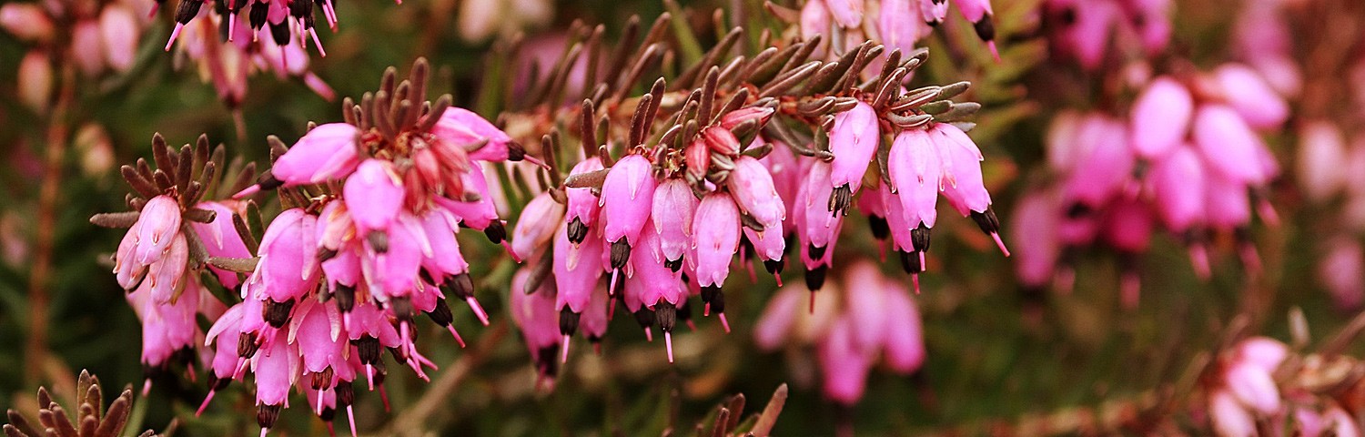 ERICA CARNEA MED WHITE