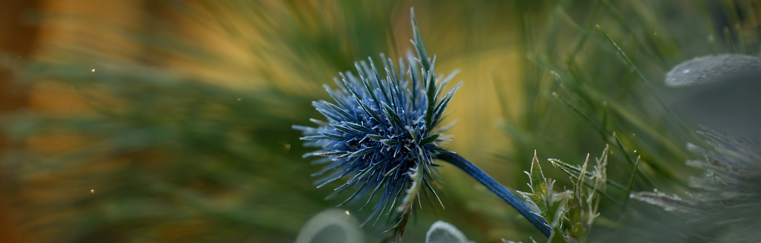 ERYNGIUM BIG BLUE