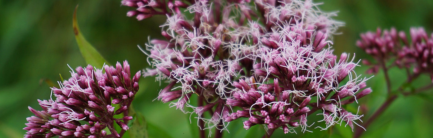 EUPATORIUM