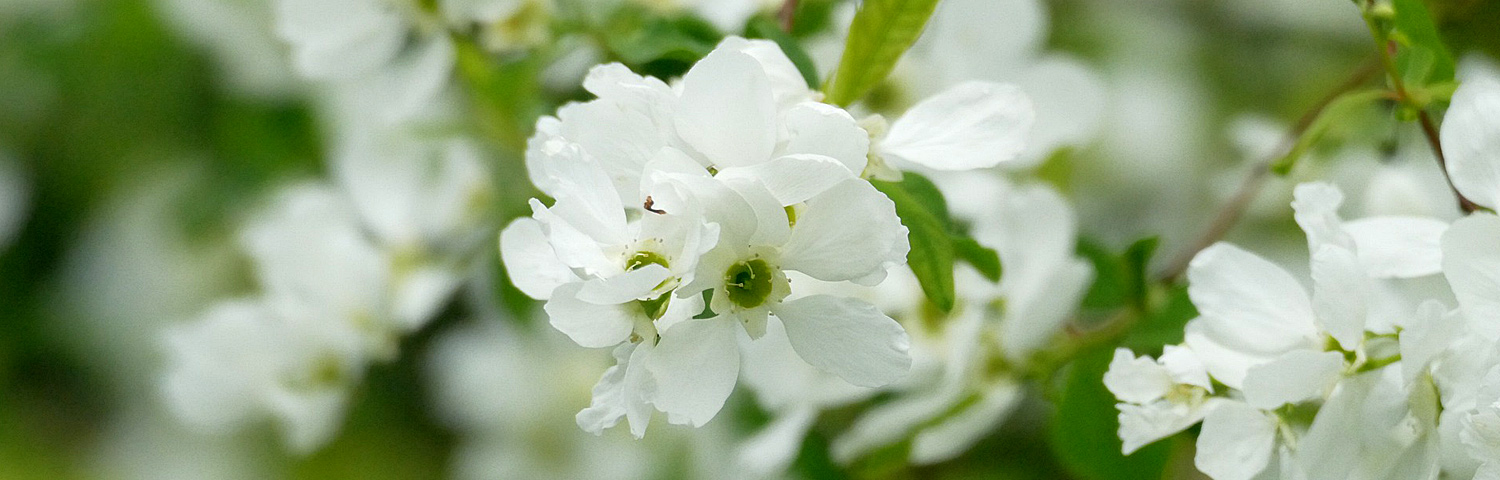 EXOCHORDA