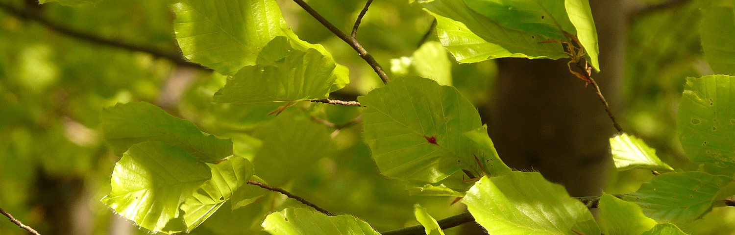 FAGUS SYL PURPUREA PENDULA