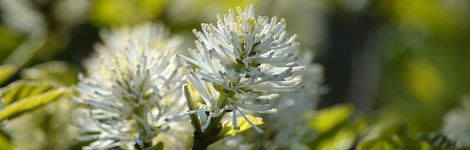 FOTHERGILLA