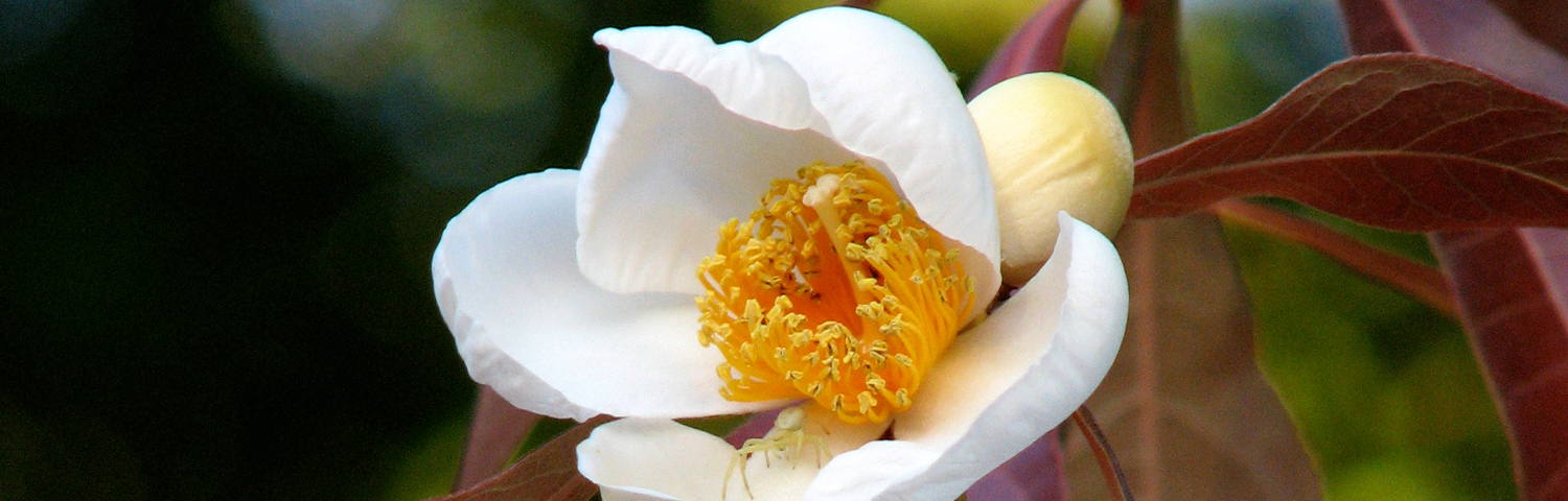 FRANKLINIA ALATAMAHA