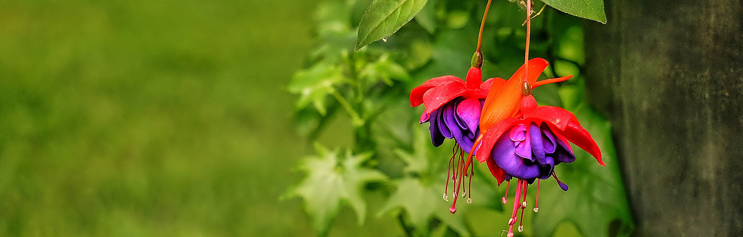 FUCHSIA