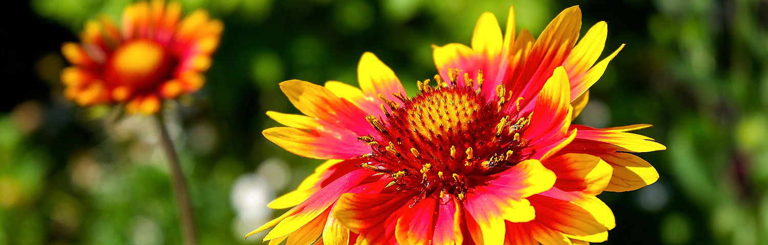 GAILLARDIA MESA RED