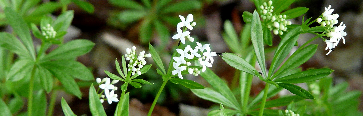 GALIUM ODORATUM