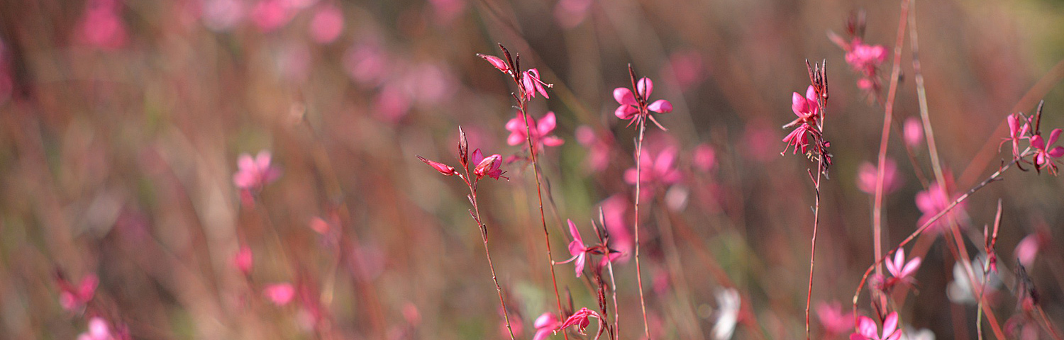 GAURA